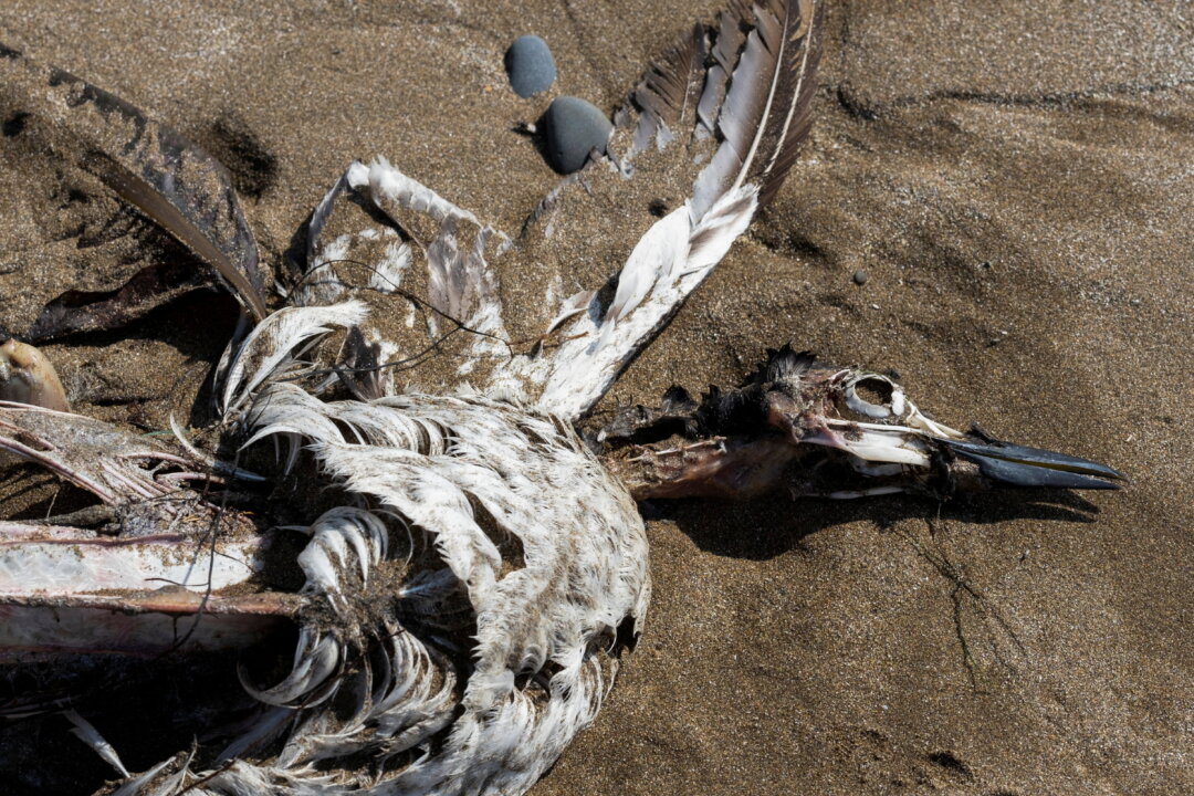 Seabirds, which perished due to what the Canadian Wildlife Service suspect is avian flu, wash up on the shores of Point Lance, Newfoundland, Canada, on July 25, 2022. (Greg Locke/Reuters)
