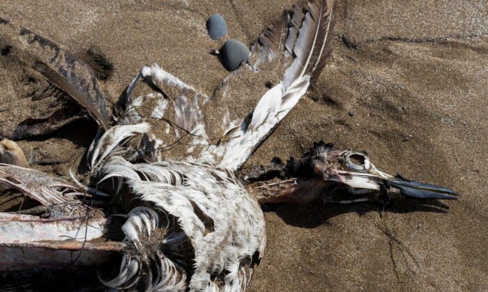 Seabirds, which perished due to what the Canadian Wildlife Service suspect is avian flu, wash up on the shores of Point Lance, Newfoundland, Canada, on July 25, 2022. (Greg Locke/Reuters)
