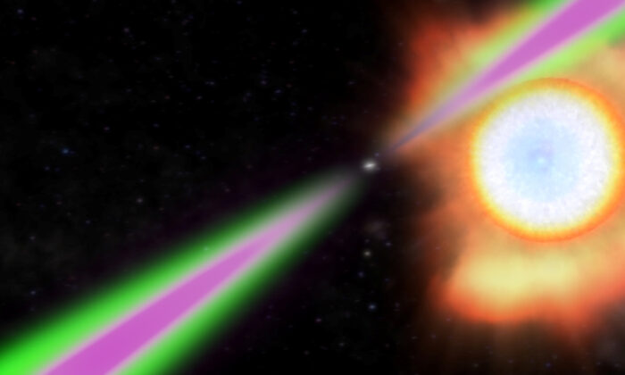 A spinning neutron star periodically swings its radio (green) and gamma-ray (magenta) beams past Earth in this artist's concept of a black widow pulsar. (NASA/Goddard Space Flight Center/Handout via Reuters)