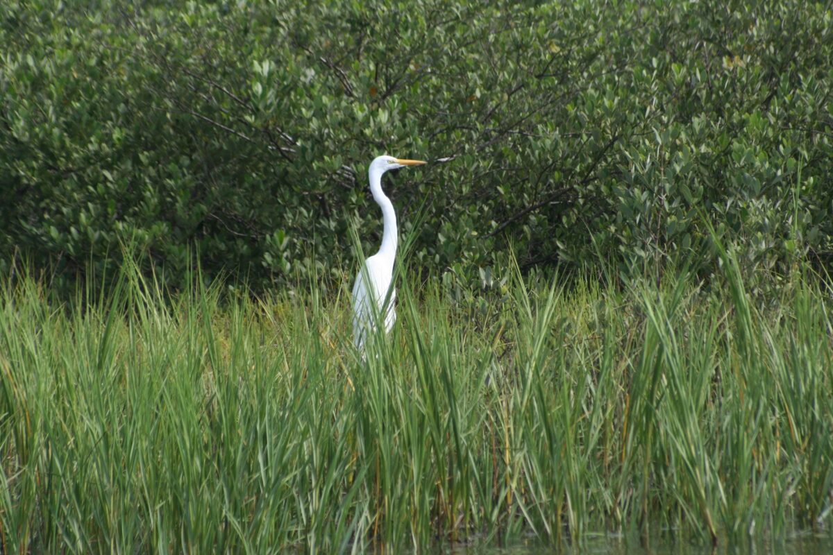 Florida's A1A offers endless opportunities to see wildlife such as deer and turkeys and incredible birdlife, including herons, roseate spoonbills, gulls, terns and hundreds of other species. The stately egret is among that number. (Mary Ann Anderson/TNS)