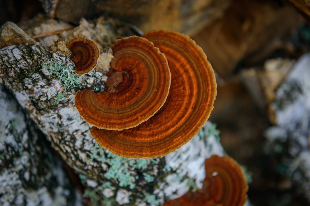 Chaga mushrooms are very nutritionally dense mushrooms, and contain an immense amount of melanin,  and it was known by the Siberians as the "gift from God" and the "mushroom of immortality," by the Japanese as  "the diamond of the forest," and by the Chinese as the "king of plants." (exebiche/Shutterstock)