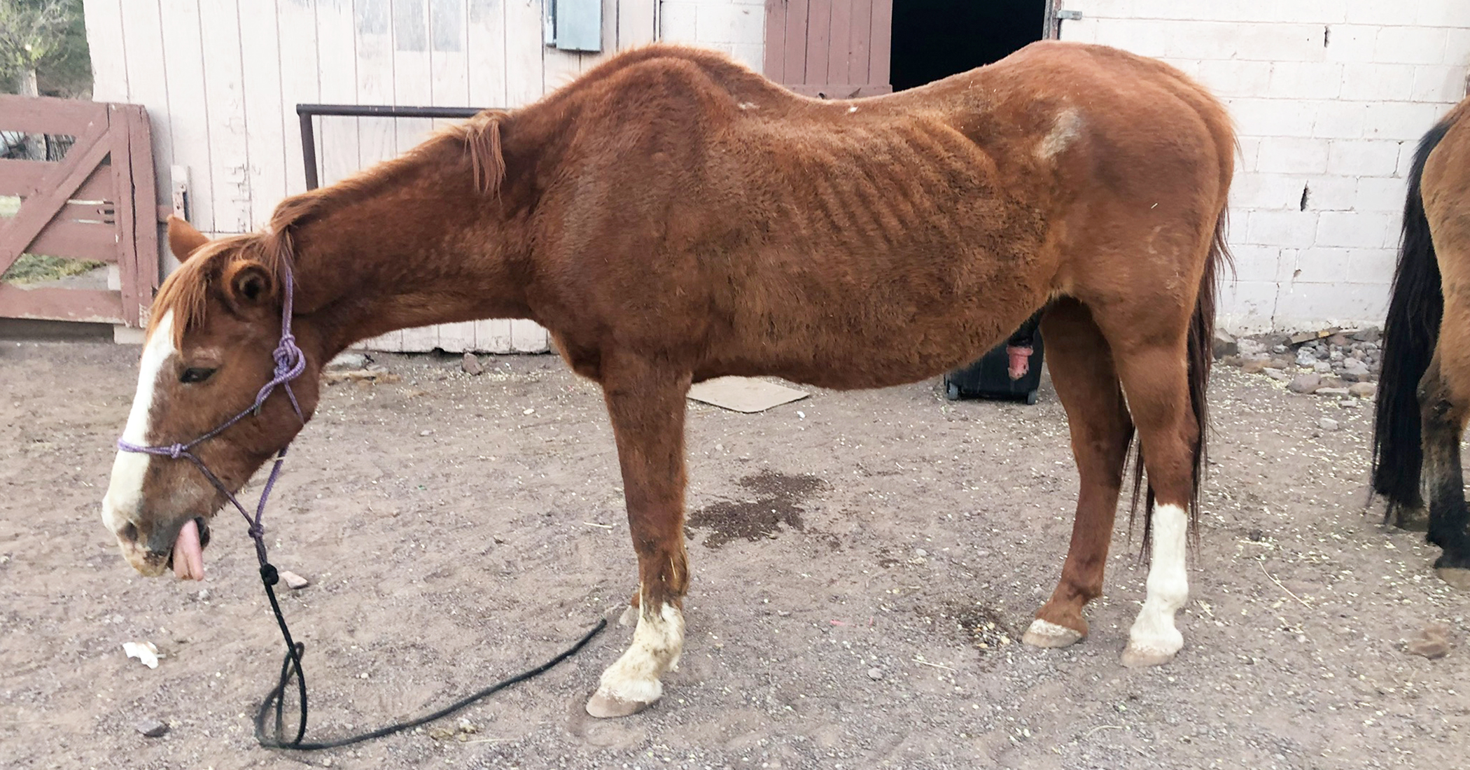 Aged Horse About to Be Sold to Butchers in Mexico Gets Rescued, Thrives ...