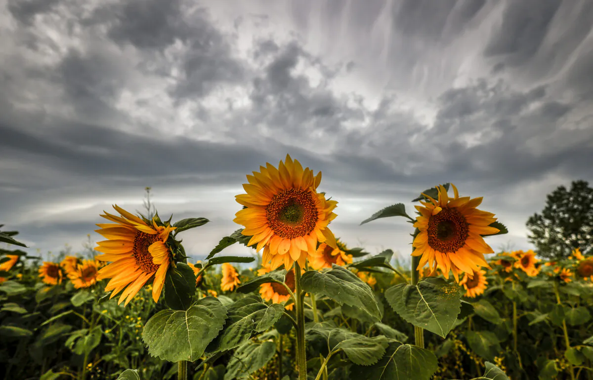 Storm clouds build over a sunflower field near Cremona, Alberta, on July 29, 2022. (Jeff McIntosh/The Canadian Press)
