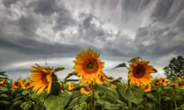 Ottawa Launches Public Consultations on Reducing Fertilizer Emissions