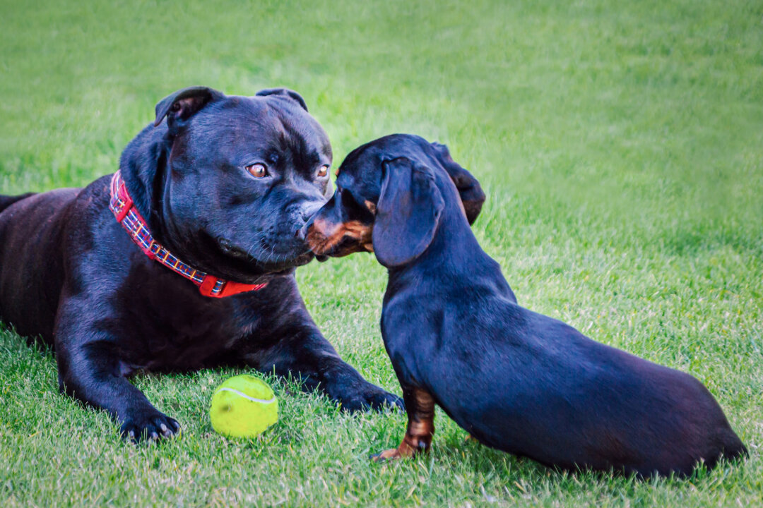  The interactions of two individual minds as they dynamically and reciprocally extract information from each other’s eyes are difficult to tackle. (Christine Bird/Shutterstock)