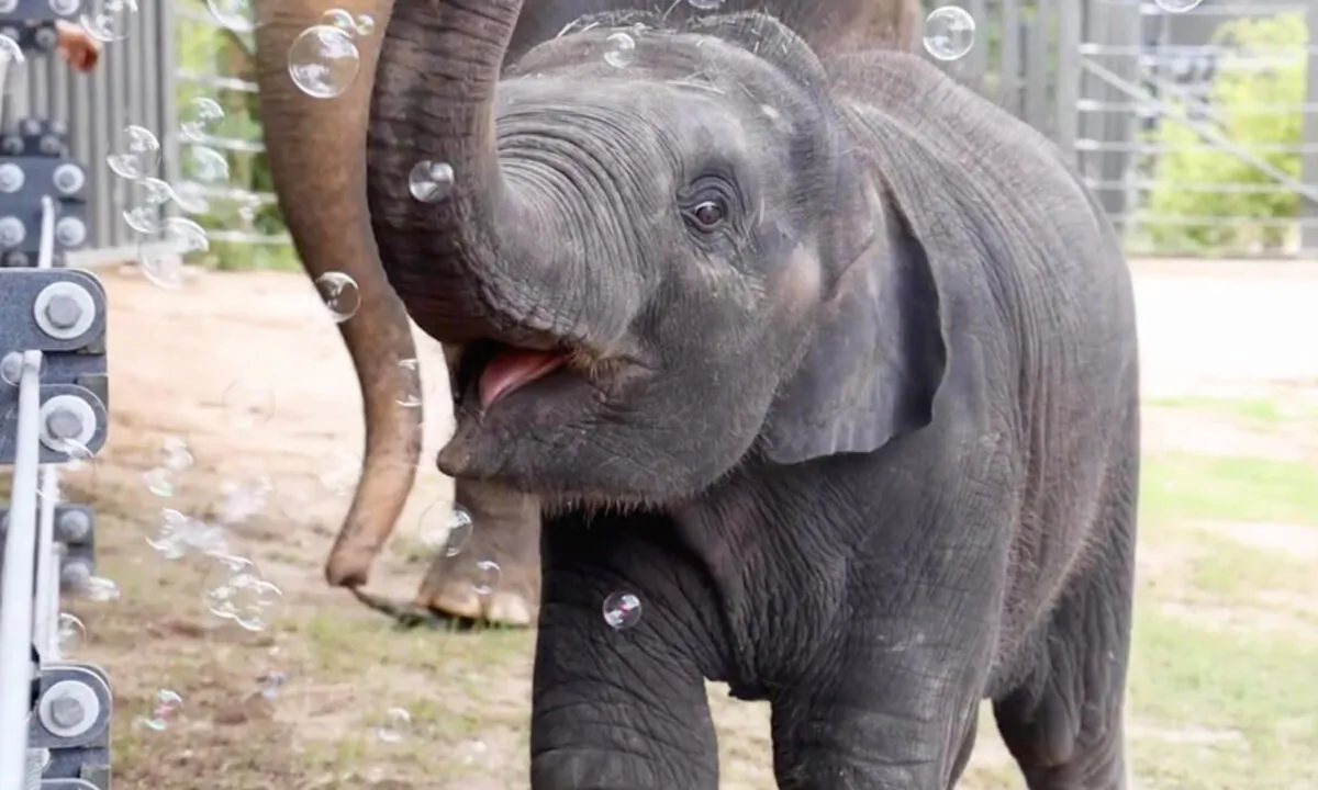 (Courtesy of Fort Worth Zoo)