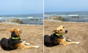 The Moving Story Behind Dog Sitting All Alone, Staring at the Sea: ‘It Broke My Heart’