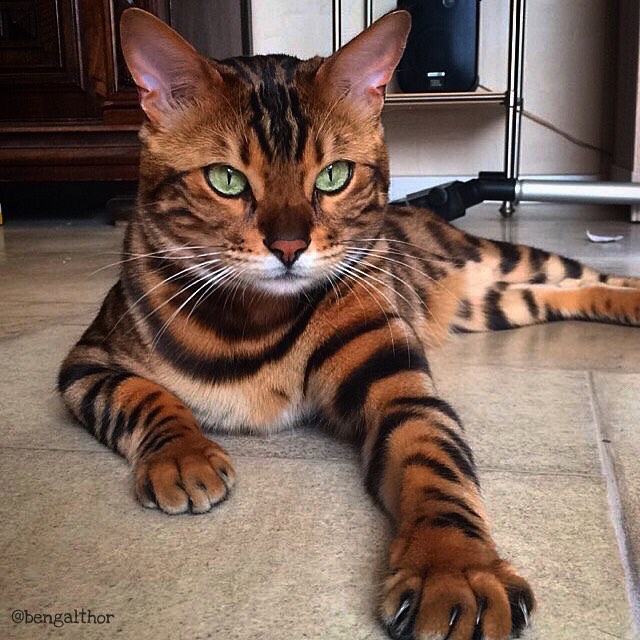 FOTOS: El majestuoso pelaje del gato de Bengala lo hace parecer mitad tigre y mitad leopardo