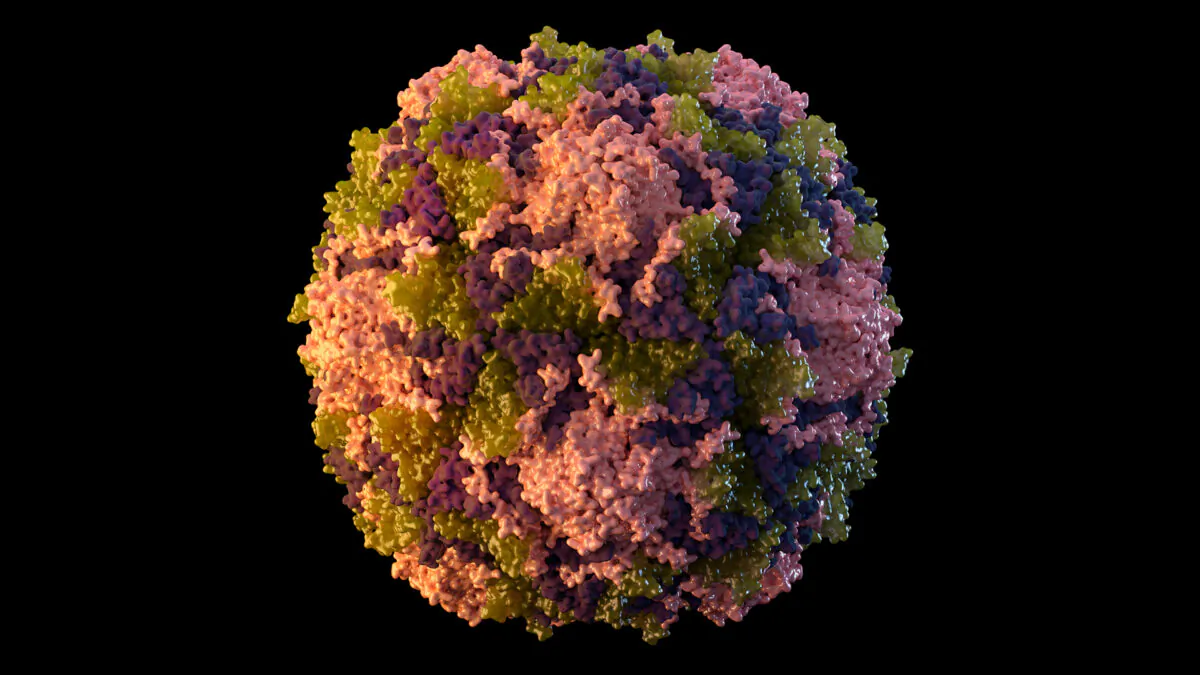 A polio virus particle in a  2014 illustration photo. (Sarah Poser, Meredith Boyter Newlove/CDC via AP)