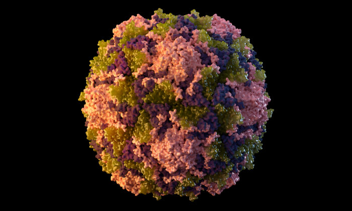 A polio virus particle in a  2014 illustration photo. (Sarah Poser, Meredith Boyter Newlove/CDC via AP)