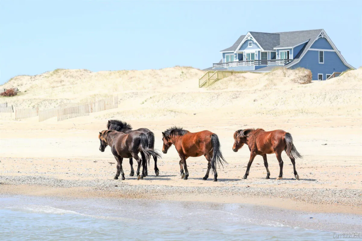 Wild horses roam Corolla in the Outer Banks of North Carolina. (Photo courtesy of Outer Banks Tourism.)