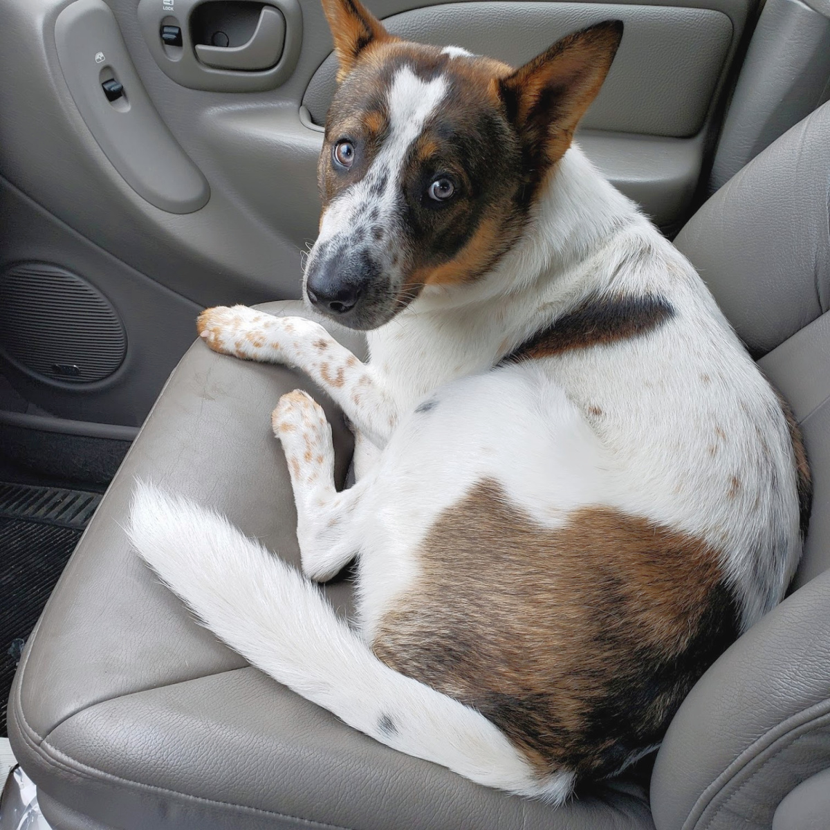 Apollo the dog in a car