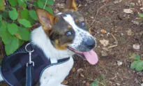 Tips For Travelling With Your Dog