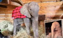 VIDEO: Rescued Baby Elephant Refuses to Go to Sleep, Adorably Protests Bedtime