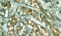 Avian Flu: About 100 Carcasses of Seals Found Dead in Quebec
