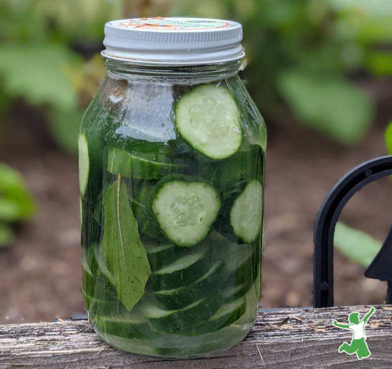 Fermented Cucumbers Healthy Pickles Recipe (+ Video)