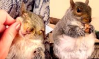 Mischievous and Full of Joy, Thumbelina the Rescued Squirrel Is Now Living Her Best Life
