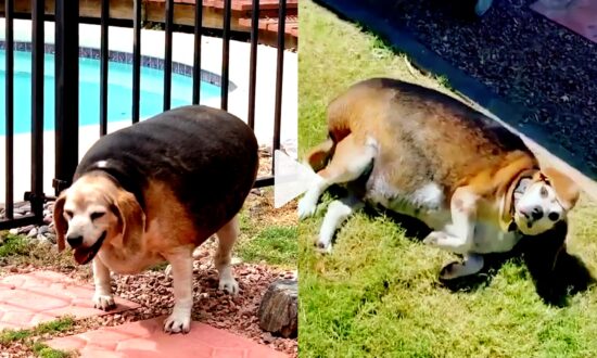 90-pound Beagle Loses 70% of His Body Weight