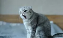 Why Does My Cat Keep Meowing?