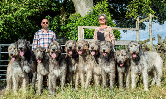 'They're Very Loving Dogs': Couple Share Country Home With 10 Humongous Irish Wolfhound Dogs