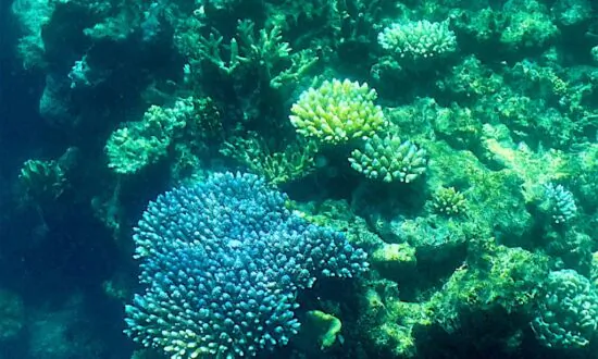 New 1-5 Scale Unveiled to Report Damage to Great Barrier Reef
