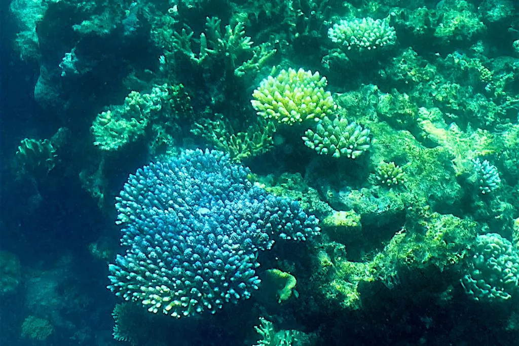 The Great Barrier Reef off the east coast of Australia, on March 7, 2022. (Glenn Nicholls/AFP via Getty Images)