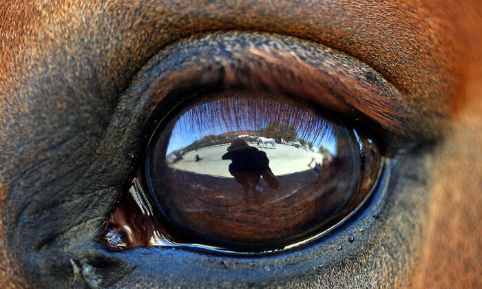 A detail of a horse's eye in a file photo at Oaks Blenheim in San Juan Capistrano, Calif., on June 21, 2008. (Donald Miralle/Getty Images)