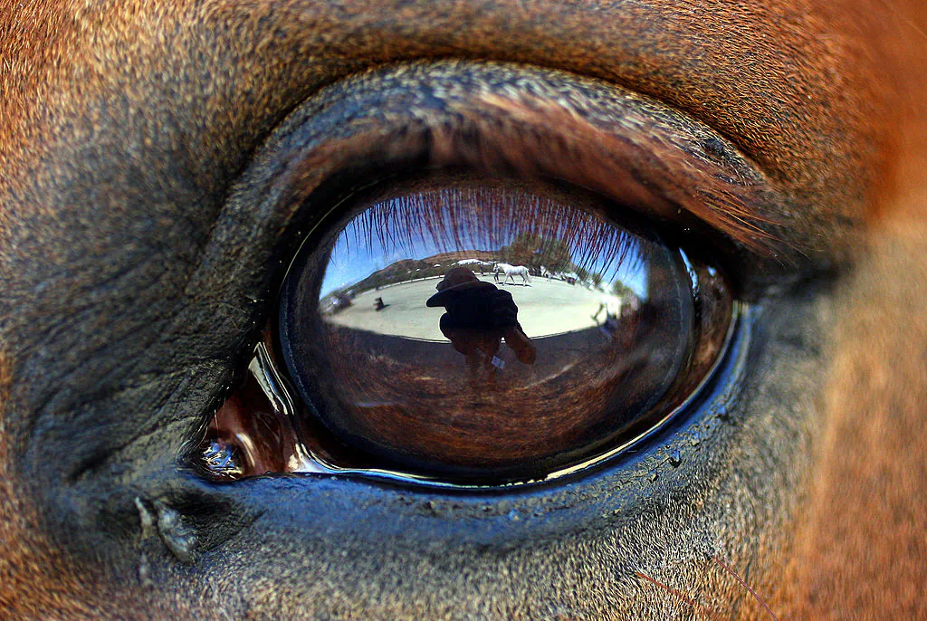 A detail of a horse's eye in a file photo at Oaks Blenheim in San Juan Capistrano, Calif., on June 21, 2008. (Donald Miralle/Getty Images)