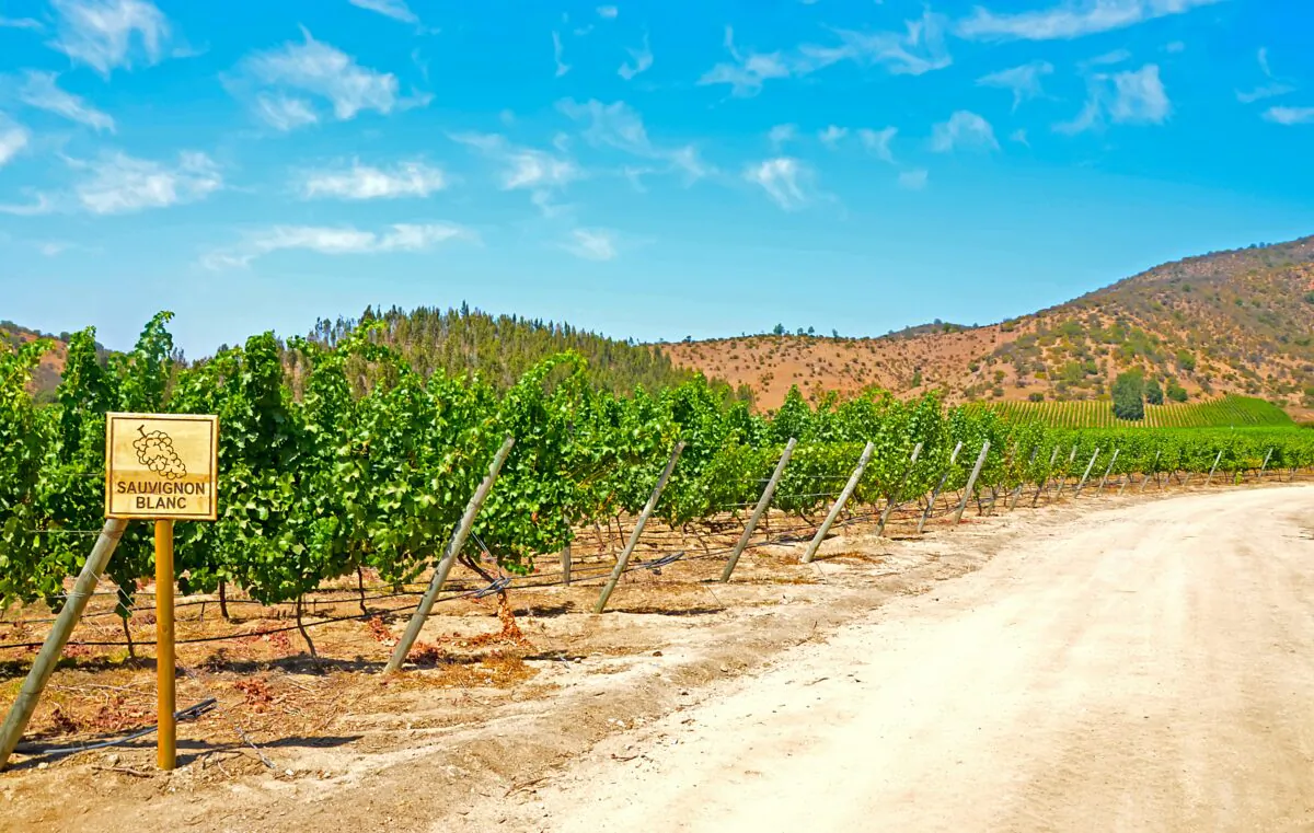 Sauvignon blanc didn't sell well in America a few decades back, for several reasons. (Shch/Shutterstock)