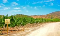 The Checkered History of Sauvignon Blanc