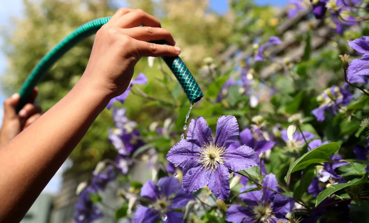 File photo of flowers being watered from a garden hose, taken on July 16, 2018. (Gareth Fuller/PA Media)