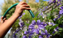 Brits Encouraged to Snitch on Neighbours Who Breach Outdoor Water Restrictions