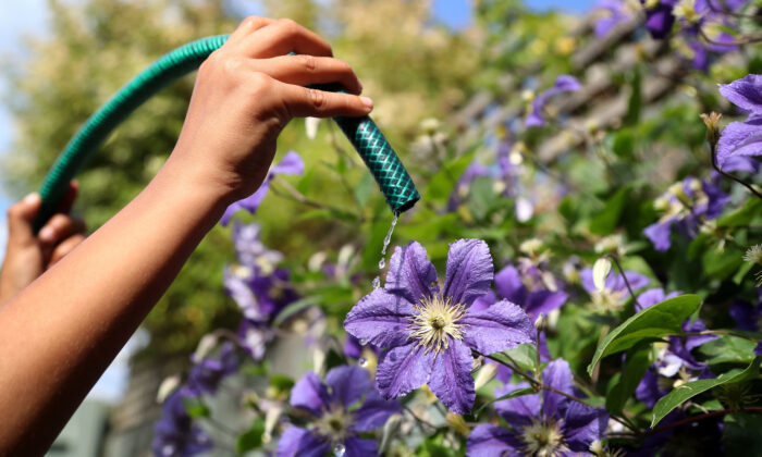 File photo of flowers being watered from a garden hose, taken on July 16, 2018. (Gareth Fuller/PA Media)