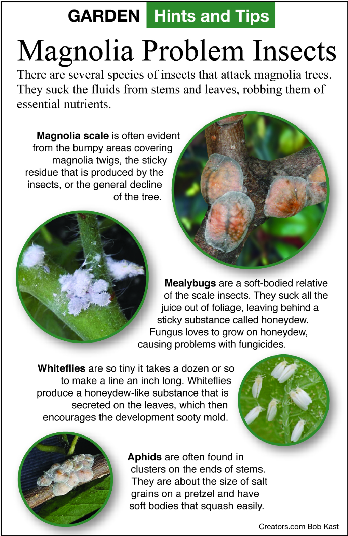 magnolia insects tip sheet
