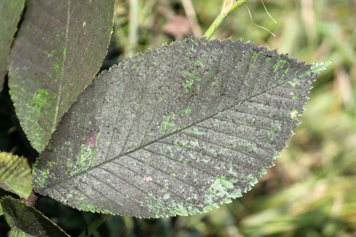Sooty mold is a fungus that can indicate sucking insects above. (Kazakov Maksim/Shutterstock)
