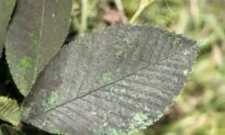 Tiny Insects That Cause Big Problems