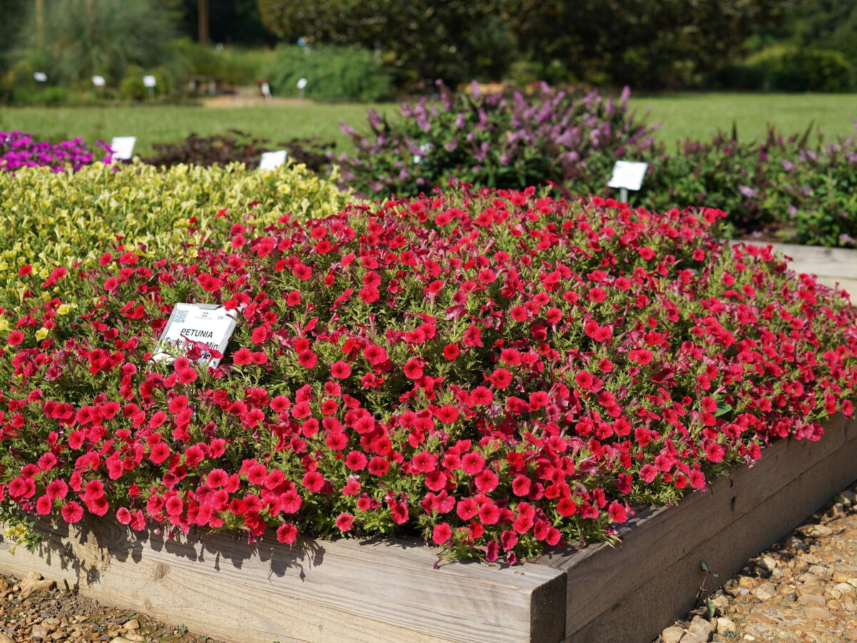 Supertunia Mini Vista Scarlet petunia makes its debut in 2023. Here it is dazzling in Mississippi State University’s Trial Garden at the Truck Crops Branch Experiment Station in Crystal Springs Mississippi. (Courtesy Mississippi State University/TNS)