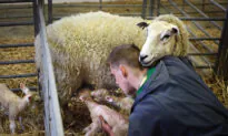 Fresh Crop of British Farmers Needed: Industry Experts