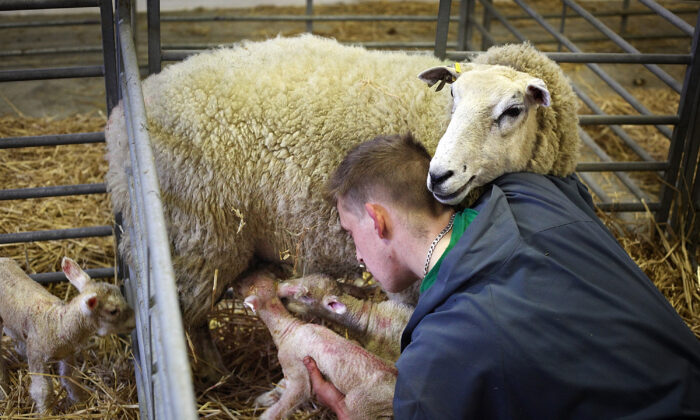 A farmer holds two newborn lambs to a ewe's teat during lambing at Barracks Farm on March 31, 2011 in Fetcham, England. (Peter Macdiarmid/Getty Images)