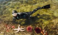 Snorkeling Adventures: Dive Beneath the Crisp Waters of Alaska to Discover One of the Most Densely Populated Ecosystems on Earth
