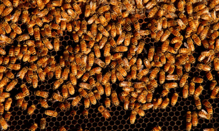 Bees are seen on a honeycomb cell in Woolloomooloo, Australia, on May 14, 2021. (Lisa Maree Williams/Getty Images)