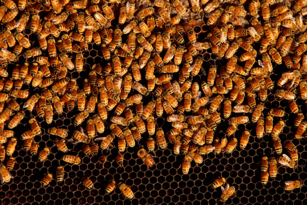 Bees are seen on a honeycomb cell in Woolloomooloo, Australia, on May 14, 2021. (Lisa Maree Williams/Getty Images)