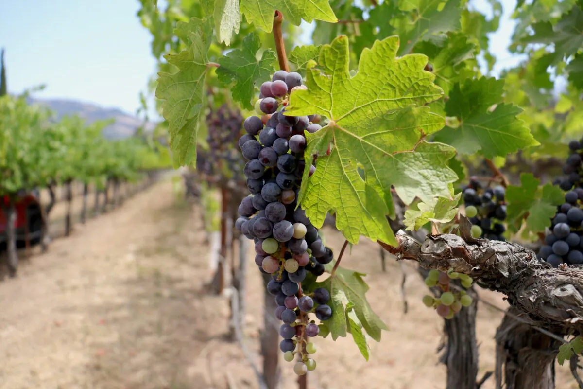 Grapes at Castello di Amorosa in Calistoga, Calif., on July 30, 2022. (Cynthia Cai/NTD)