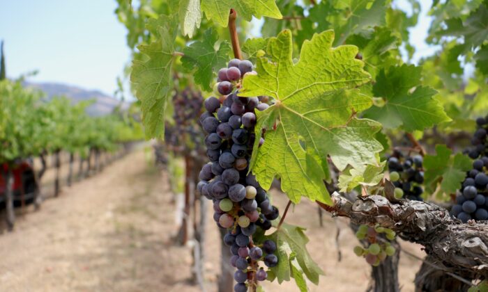 Grapes at Castello di Amorosa in Calistoga, Calif., on July 30, 2022. (Cynthia Cai/NTD)