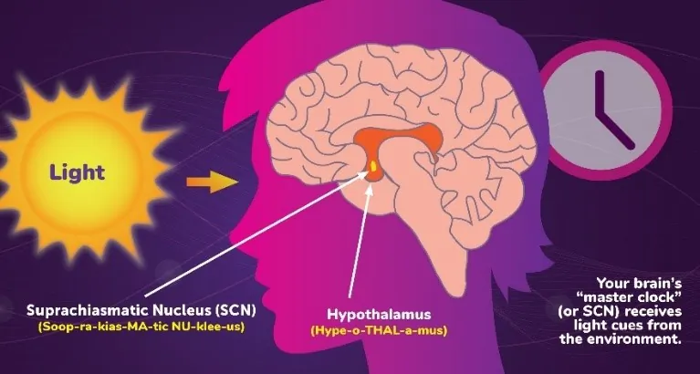 The master clock coordinates biological clocks from received light. (NIGMS)