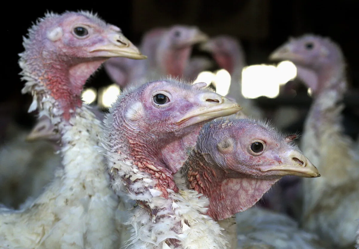 Turkeys at a turkey farm near Sauk Centre, Minn., on Nov. 2, 2005. (Janet Hostetter/AP Photo)