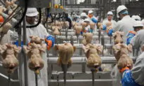 USDA Getting Tougher on Salmonella in Chicken Products