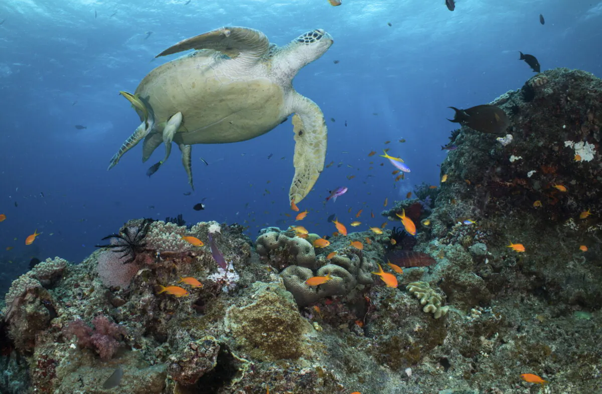 In this photo provided by the Great Barrier Reef Marine Park Authority, a green turtle swims in waters of Ribbon Reef No 10 near Cairns, Australia, Jan. 26, 2019. Australia's new government announced on Thursday, Aug. 4, 2022, it plans to prevent a coal mine from being created because of its potential impact on the nearby Great Barrier Reef. (Great Barrier Reef Marine Park Authority via AP)