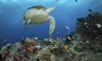 New Environment Report Downplays Data That Contradicts Climate Narrative: Scientist