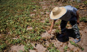 China’s Farmers Struggle to Save Crops as Heat Wave, Drought Drag On